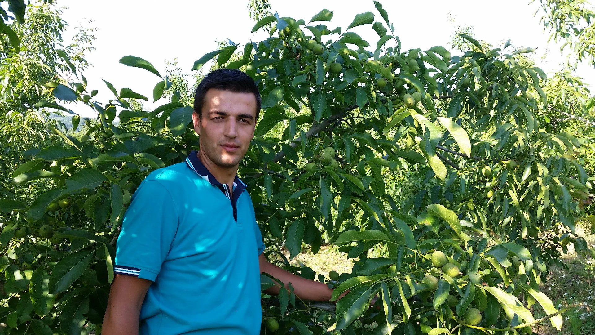 Yenice Fidancılık tesisleri ve fidanlık alanları