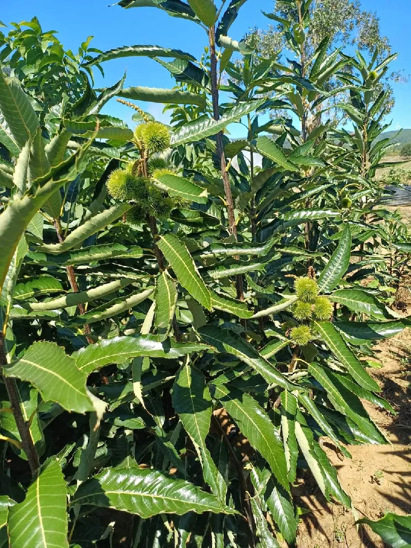Kestane Fidanı Çeşitleri