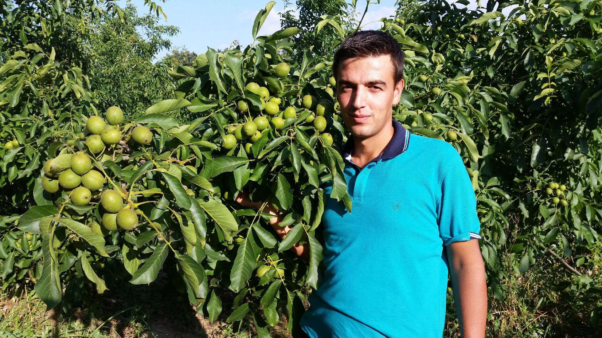 Yenice Fidancılık Hikayesi