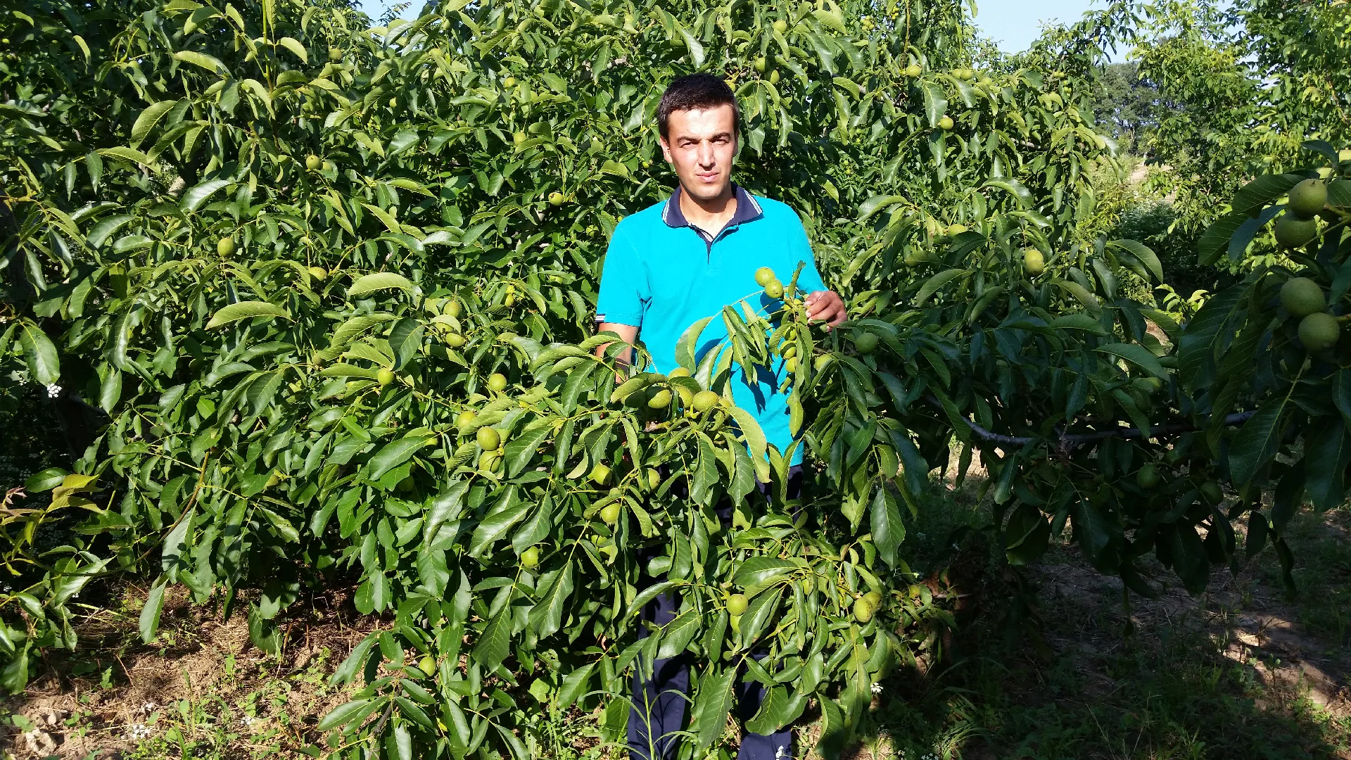 Yenice Fidancılık Hikayesi